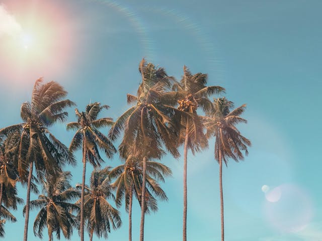 Palm trees under a bright summer sky with sun flare